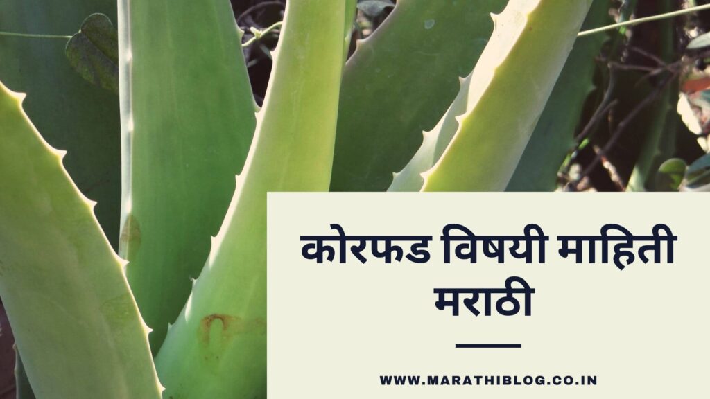 Aloe Vera Farming in Marathi