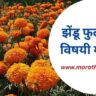 Zendu Flower Information in Marathi