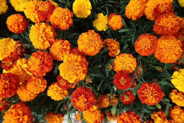 Zendu Flower Information in Marathi
