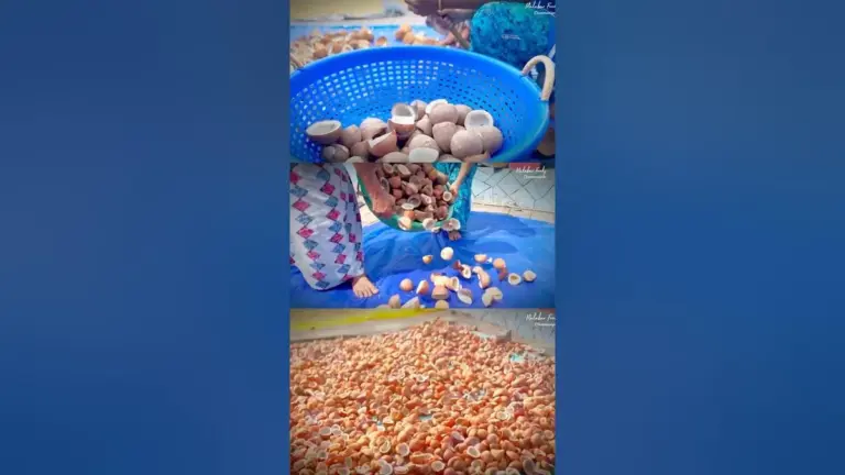 വെളിച്ചെണ്ണ — IN news