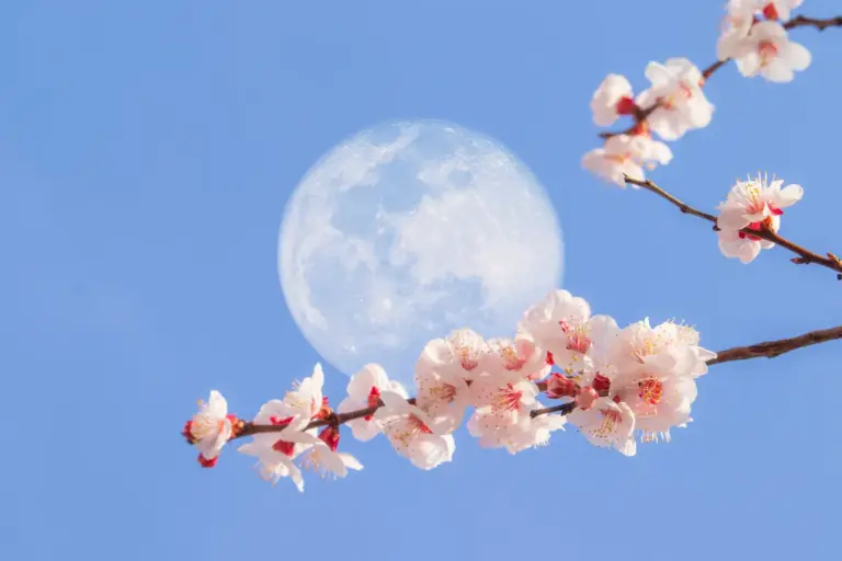 flower moon full moon — IN news